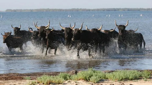 La 3e édition du salon des sites remarquables du goût de Camargue...
